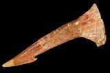 Fossil Sawfish (Onchopristis) Rostral Barb- Morocco #106446-1